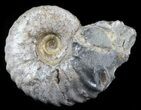 Acanthohoplites Ammonite Fossil - Caucasus, Russia #30100-1